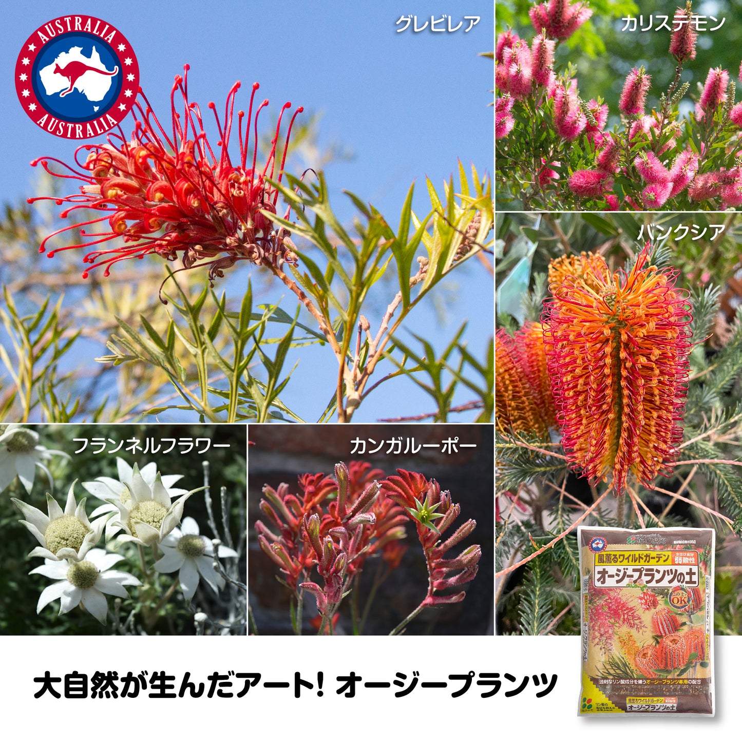 オージープランツの土