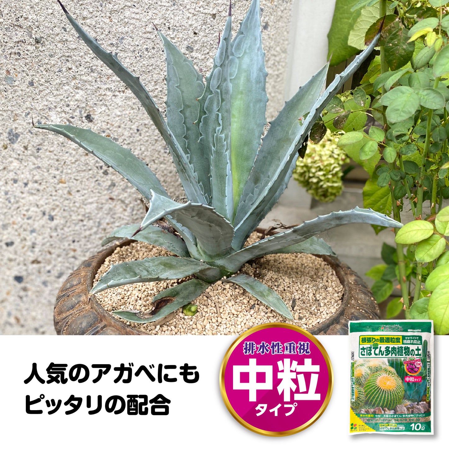 花ごころ さぼてん・多肉植物の土10L(中粒)