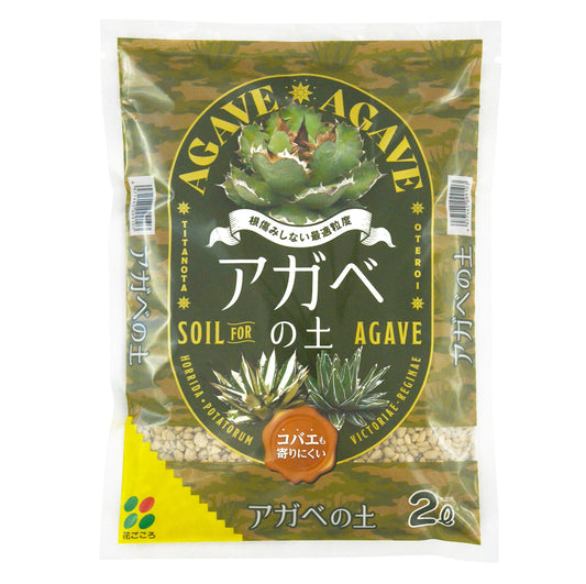 アガベの土